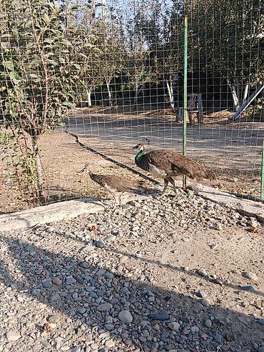 Продаю павлин две самки мама и дочь большей самки 4 года хорошо at lalafo.kg Продаю павлин две самки мама и дочь большей самки 4 года хорошо