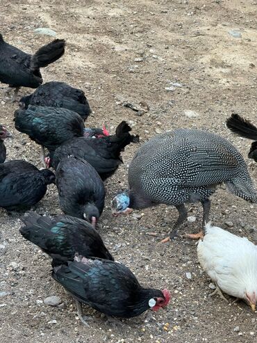 домик для кроликов: Сатам | Тооктор, Короздор