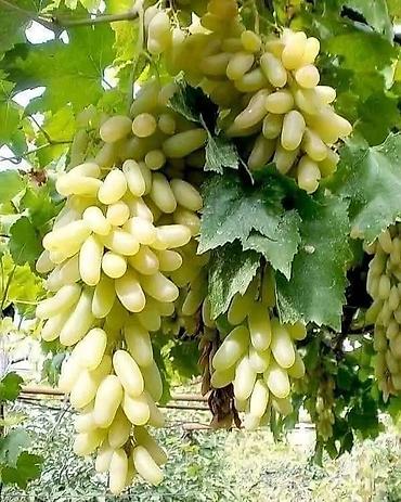 Meyvə və giləmeyvə: Məhsul: Avatar kişmişi (uzun, barmaq formalı qara üzüm sortu) - — 21