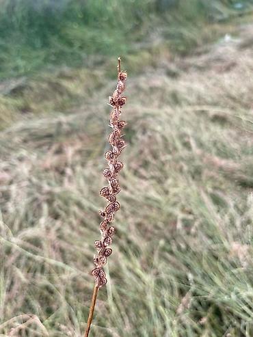 Другие виды семян и саженцев: Коп жылдык эспарцет уругу. Уроончулук чарба "Победитель" Ысыккол обл — 8