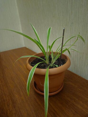 Хлорофи́тум (Chlorophytum) Хлорофитум отлично очищает воздух и служит