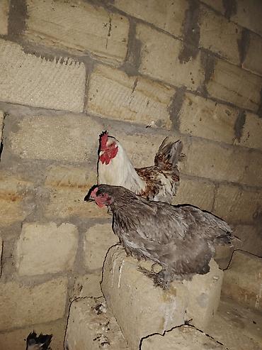 kend colpaları: Brama cütü satılır 30 manat xoruz 15 fərə barterde mümkündü fərə — 5