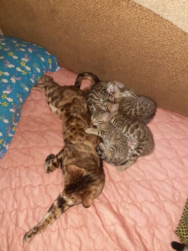 Продажа кошек: Бенгальская, 1 месяц, Мальчик, Черепаховый, Приучена к лотку — 7