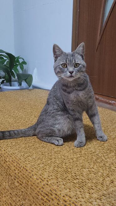сколько стоит британская золотая шиншилла: Кошка даром: Британская короткошёрстная, 1 год, Мальчик, Метис, Приучена к лотку, С документами