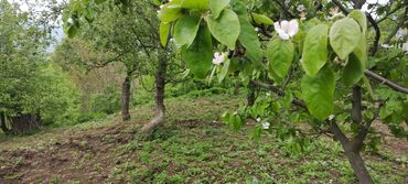 Torpaq sahələrinin satışı: 10 sot, Tikinti, Mülkiyyətçi, Kupça (Çıxarış)