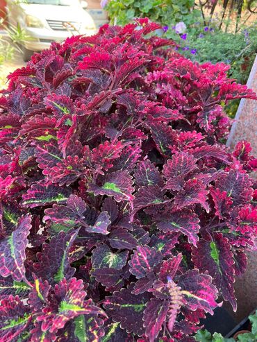 Другие виды семян и саженцев: Колеусы есть в стаканчиках и большие — 22