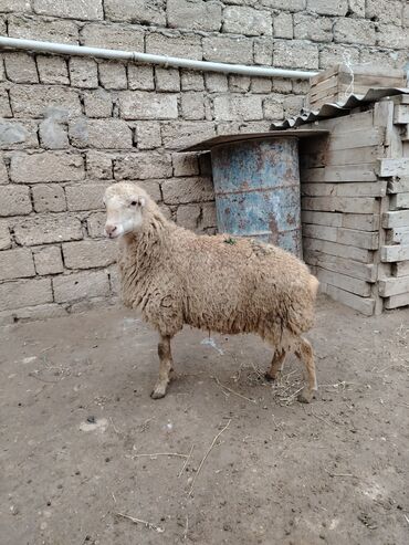 Qoyunlar, qoçlar: Razılaşmaq olar hamsı Erkəkdi qurbanlıqa yararlıdılar — 7