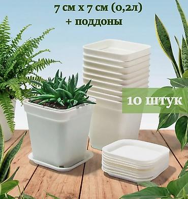 подносы для гидропоники: Комнатные растения для очищения воздуха в помещении и уюта — 6