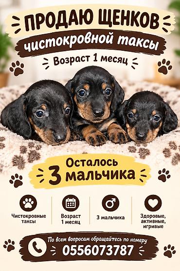 Внимание для чудесных щенков таксы ищем ответственных и любящих