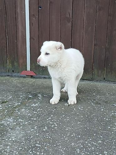 Psi: Na prodaju ženka azijata (srednjeaziski ovčar) Stara 6. Nedelja na lalafo.rs — 13 Psi: Na prodaju ženka azijata (srednjeaziski ovčar) Stara 6. Nedelja — 13