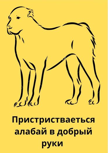 акустические системы чехия колонка в виде собак: Ит бекер берилет: Алабай, 2 жаш, Эркек, Эмделген