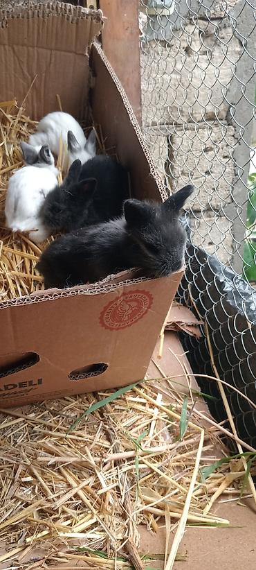 Dovşanlar: Temiz. qan. ankolka. balaları. satılır. 25 m — 3