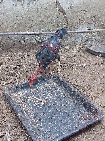 serebrist: Xoruz, il: 4, Ödənişli çatdırılma — 4
