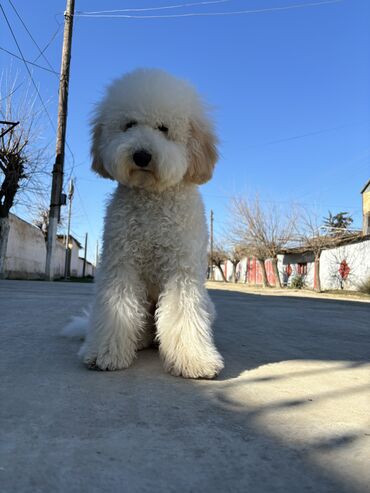 alman afçarka iti: Pudel, 1 il, Erkek, Cütləşmə üçün