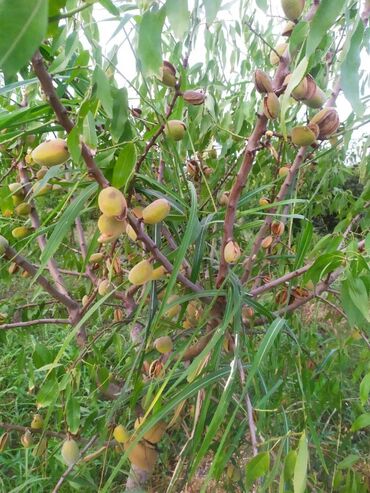 Bağ evlərinin satışı: Xaçmaz, 70 kv. m, 2 otaqlı, Hovuzsuz, Artezian quyusu, Kanalizasiya, Qaz — 12