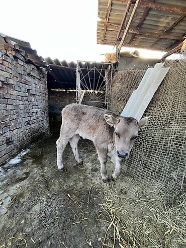 Коровы, быки: Продаю | Музоо, торпок | Полукровка | Для разведения | Искусственник — 4