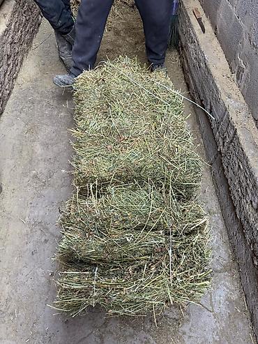 Корма для с/х животных: Силос 9 сомдон. Сенаж 12 сомдон. Токмок кегети беде биринчи кос таза — 8