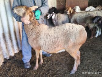 продажа щенков немецкой овчарки с документами в бишкеке: Продаю | Овца (самка) | На забой