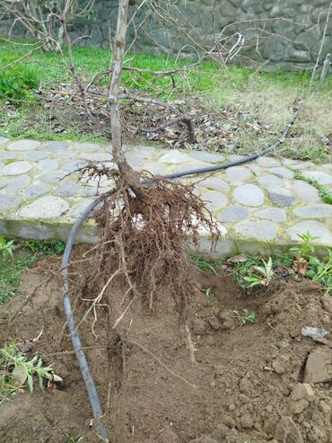Şitillər: Gəl, bax, seç, apar. Məkan Bilgəh. Köklü Torpaqlı dibçəkdə: Ağ şanı - — 13
