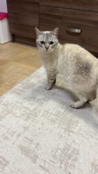 pişik daşıma: Şinşilla, Dişi, Yaxşı əllərə, Ünvandan götürmə