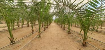 Bağ evlərinin satışı: Bakı, Türkan qəs., 1500 kv. m, 7 otaqlı, Hovuzlu, Qaz, İşıq, Su — 14