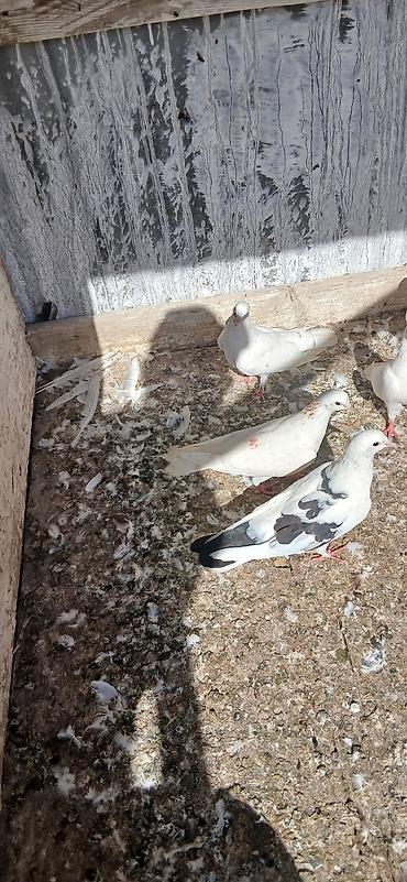 goyerçin: 16 eded tam saglam qusdu icinde 5 iran qusu 4 boynu gullu mayalar — 10