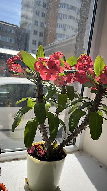 молочай миля: Молочай Милла (Euphorbia milii) в горшке - Компактный куст с — 6