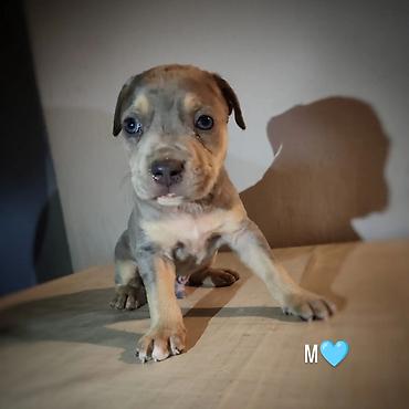 Dogs: Stenci pitbula ostenjeni 05.08. Primili prvu vakcinu kao i preventivu — 1