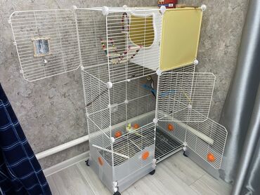 цена кур несушек: Продаю Корелл: мальчик и девочка, с большой клеткой. В клетке есть