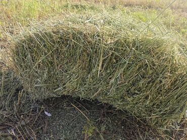 инкубатор для икры форели купить: Пресс трава в Бишкеке, беде аралаш 
пригородный да