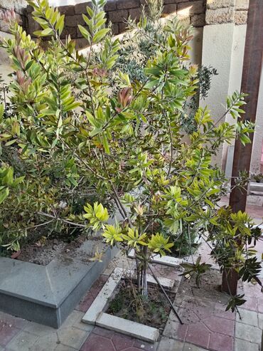 Buket güllər: Həyətyanı sahələr üçün nəzərdə tutulmuş bu canlı bitki dekorativ