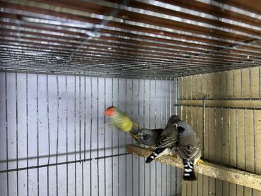 Pişiklər: Zebra amadin. Velikan cavan balalar. Cütü 30 azn