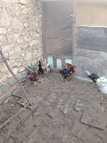 bala dana: Toyuq, Yumurtalıq — 1