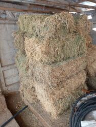 отдам даром вислоухого котенка: 15 штук клевер 2 укос мощный туки Кара Балта Панфиловка адрес 300сом