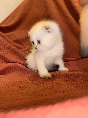 Кошки: Шотландская вислоухая — 2