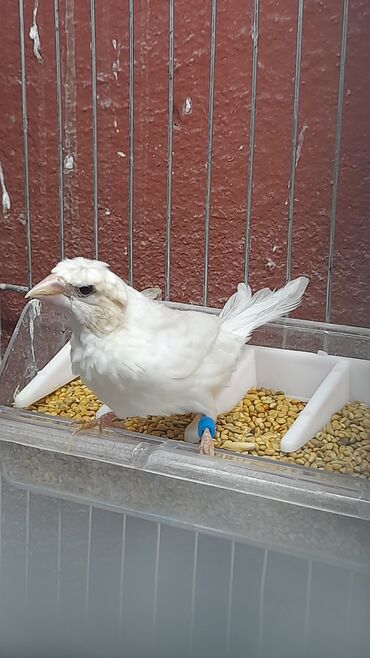 Amadinlər: Amadin quslari saglam ve hazir quslardir. cüt veya tek satilir. qiymet — 5