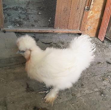 gence quslar: Original karlik ponponlar satılır. 5 barmaq, qara dərili. 6 ədəddir, 2 — 5