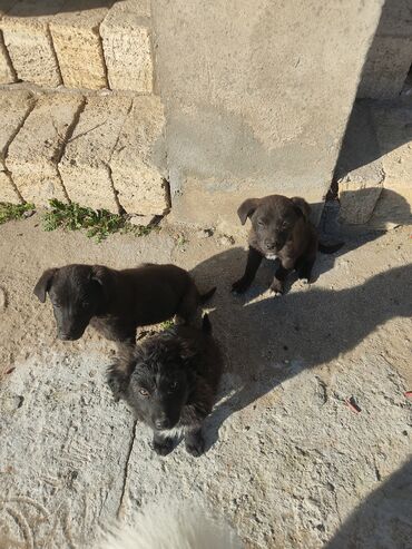 İtlər: Zvonok, 2 ay, Erkek — 2