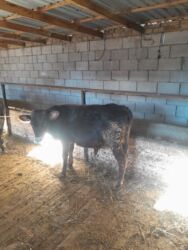 собака доберман сколько стоит: Сатам | Бука (эркек) | Аргын | Бордоп семиртүү үчүн | Байланган