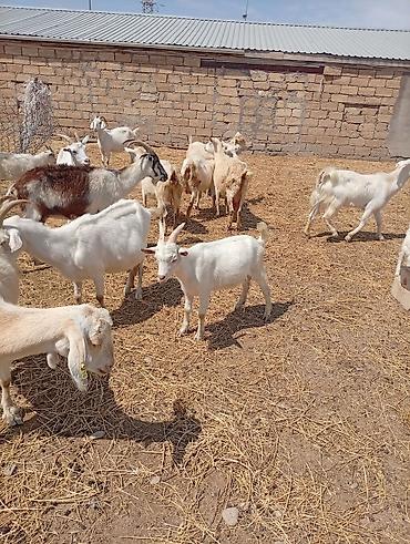 Keçilər, çəpişlər: SAF KAN SANEN FIRANSIZ IRKI KEÇİLER MACAR IRKI KEÇİLER ÇEPİÇLER BOĞAZ — 20