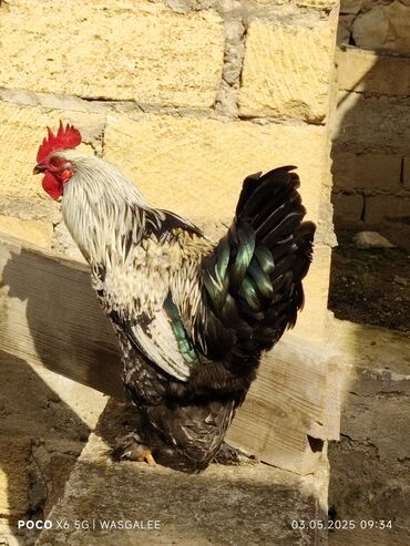 Xoruzlar: Xoruz, Brama, il: 1, Ünvandan götürmə, Ödənişli çatdırılma — 8