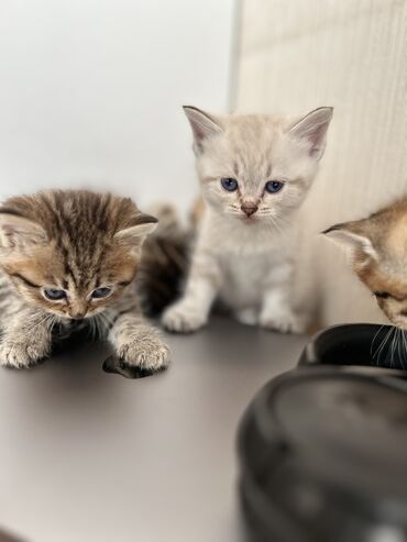 Pişiklər: Şinşilla -da lalafo.az — 20 Pişiklər: Şinşilla — 20