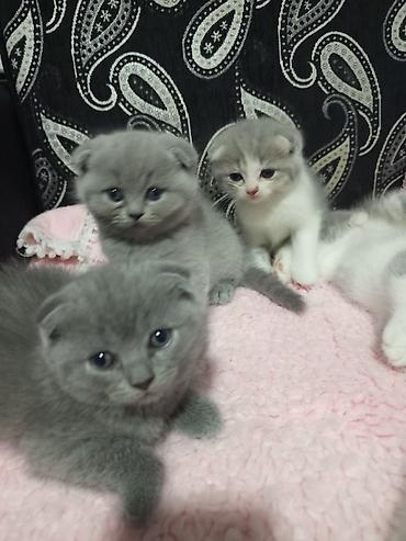 Şotland, Erkək, Dişi, Yaxşı əllərə, Ünvandan götürmə