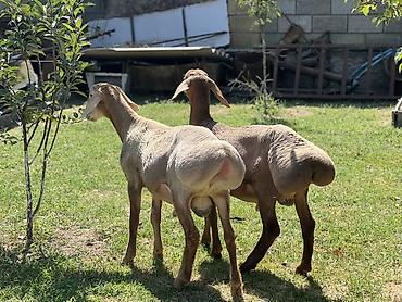 Животные: Продаю | Ягненок | Эдильбаевская | Для разведения | Ягнившаяся, Племенные — 4