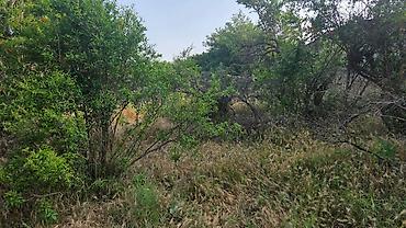 8ci km: 12 sot, Tikinti, Mülkiyyətçi — 6