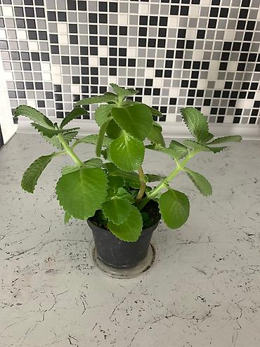 Китайская роза (Гибискус): Папоротник 650 сом китайская Роза гербера. Шефлера 150.сансевьера — 14