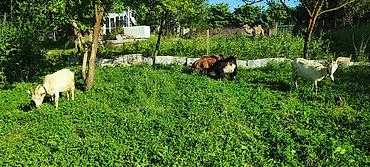 Keçilər, çəpişlər: Keçi, Sanen, hələb, 1 i hələb 1i sanen 1 i sanen mələzi olmaqla 3 ana -da lalafo.az — 3 Keçilər, çəpişlər: Keçi, Sanen, hələb, 1 i hələb 1i sanen 1 i sanen mələzi olmaqla 3 ana — 3