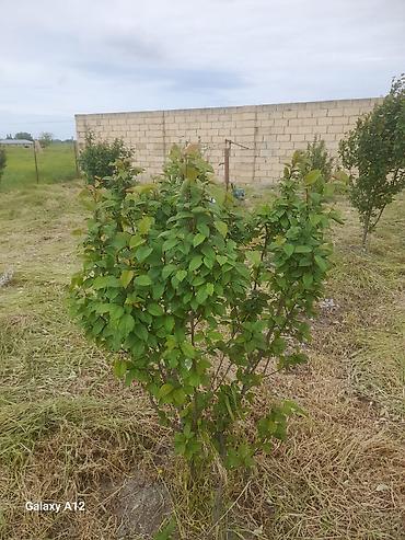 Tinglər: Meyvə ağacları – yerüstü köklü kollar - Növ: daş meyvə ailəsi — 3