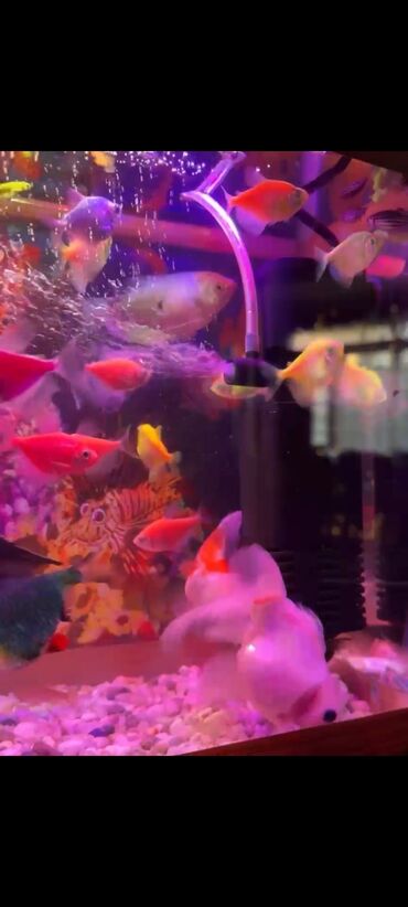 baliqlarin qiymeti: Akvarium filtrla birlikde ve 34 eded baliglarla
