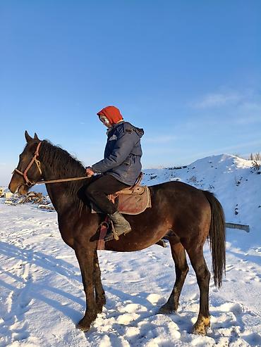 Лошади, кони: Продаю | Конь (самец) | Рабочий — 7